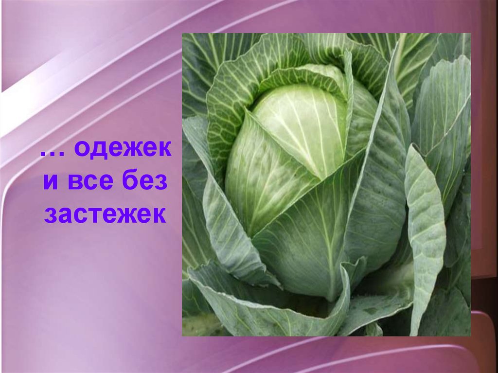 Сто одежек и все без застежек. Что одёжек и все без застёжек. Без застежек. Семь одежек и все без застежек. Без застежек без застежек.