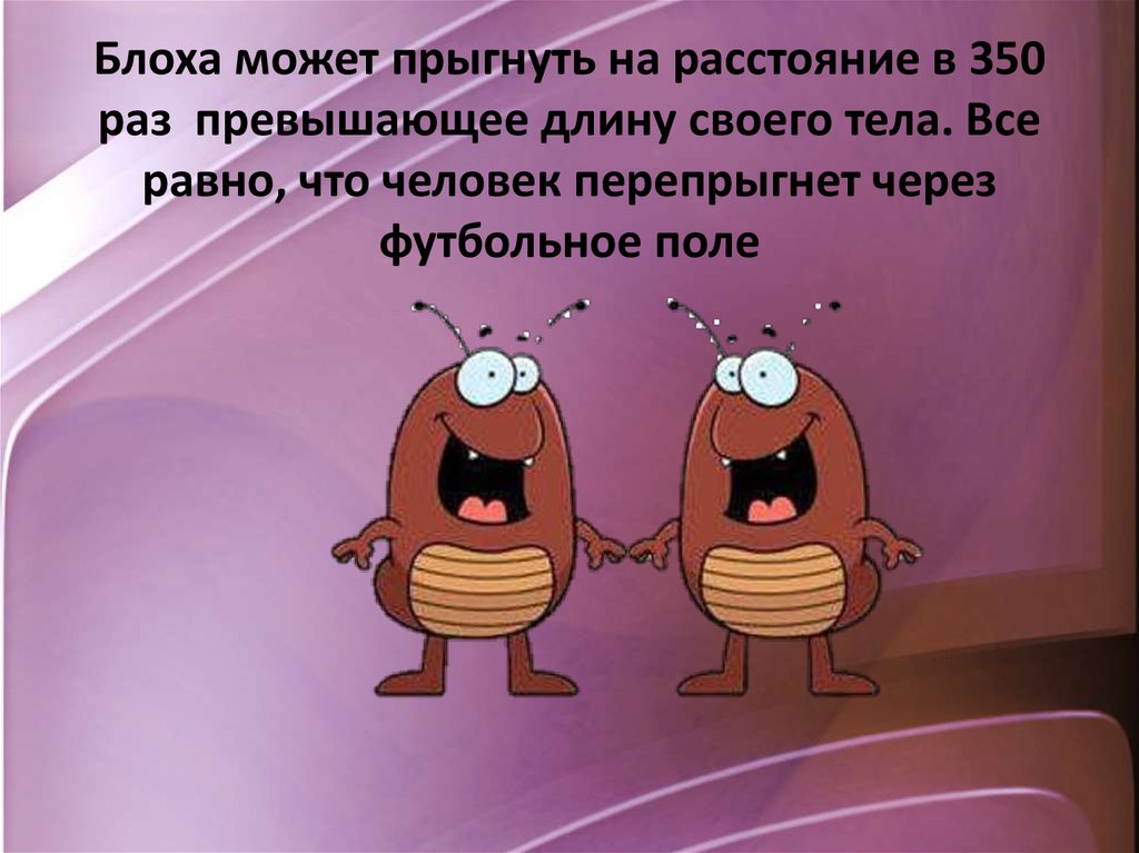 В два раза превышает. Блоха может прыгнуть. Блохи могут прыгать по человеку.