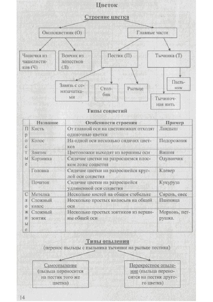 Ботаника в схемах