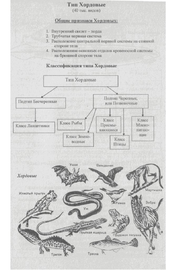 Тип хордовые классификация схема