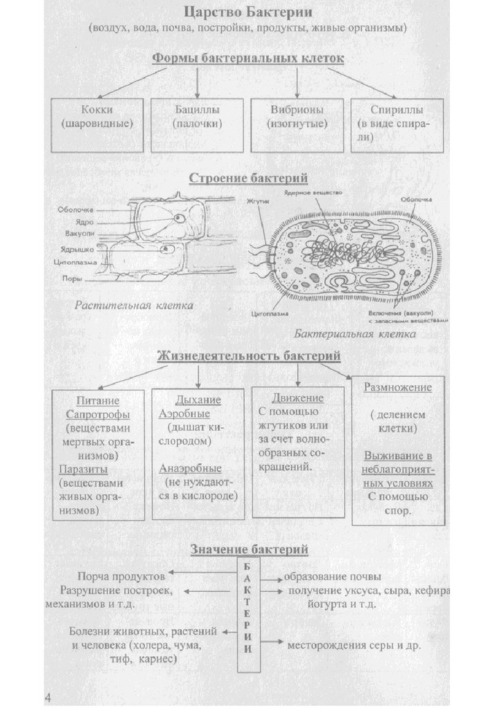 Биология в таблицах и схемах