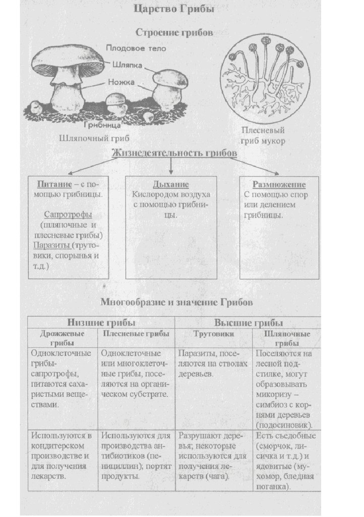 Егэ биология теория в таблицах и схемах