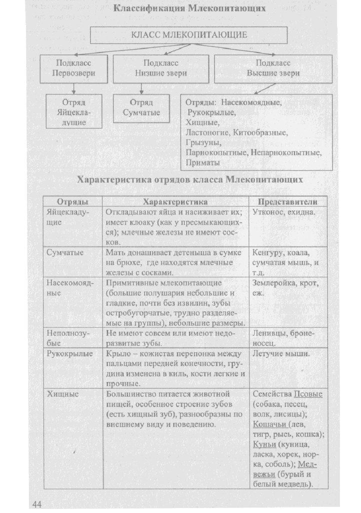 Схема млекопитающих 7 класс