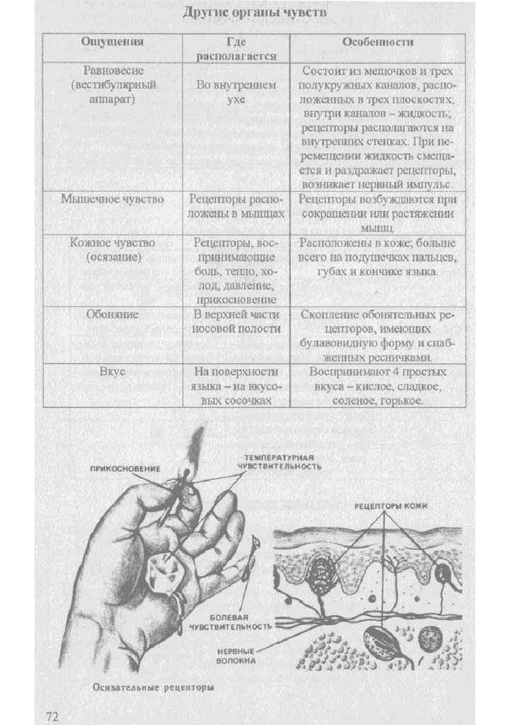 Кожное чувство схема