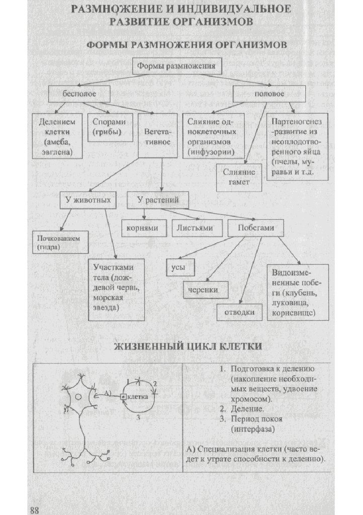 Биология в таблицах и схемах