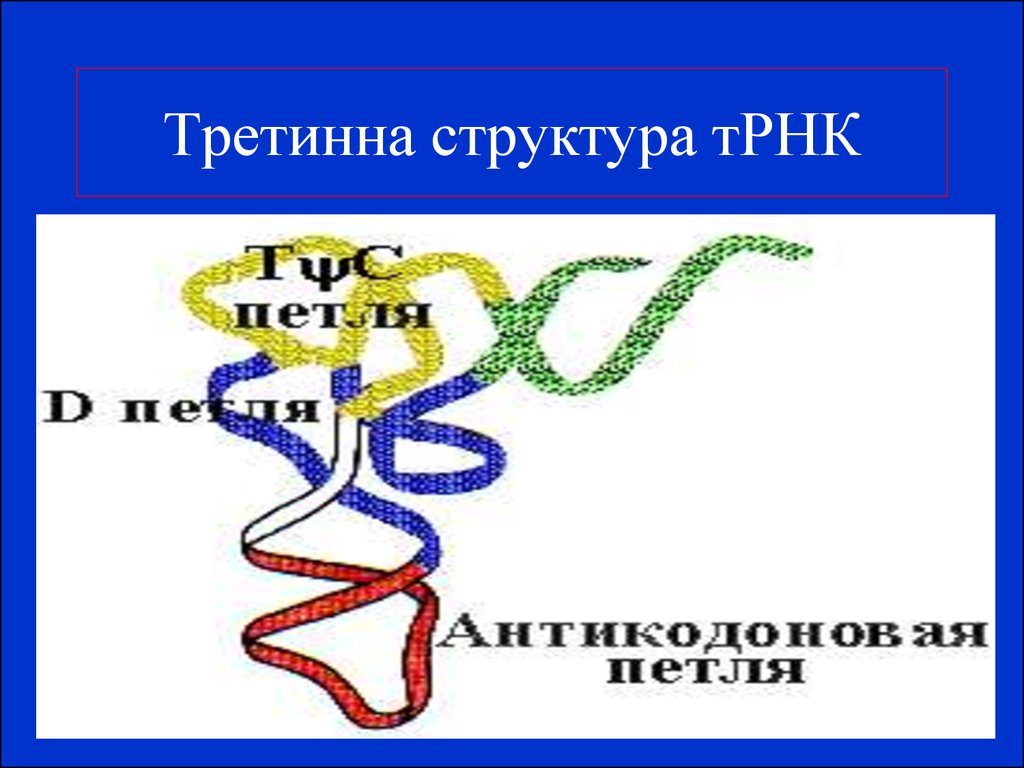 Третинна структура тРНК