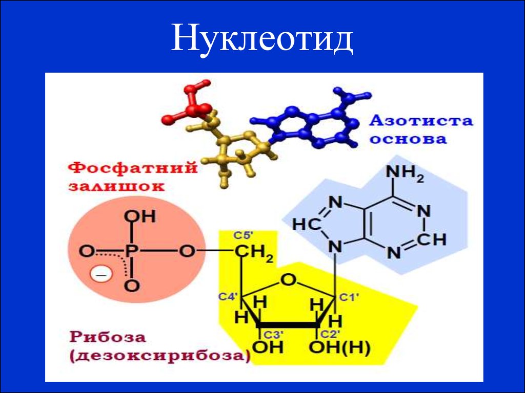 Молекула нуклеотида состоит. Нуклеотид. Нуклеотид состоит из. Строение нуклеотида ДНК. Составляющие нуклеотида.