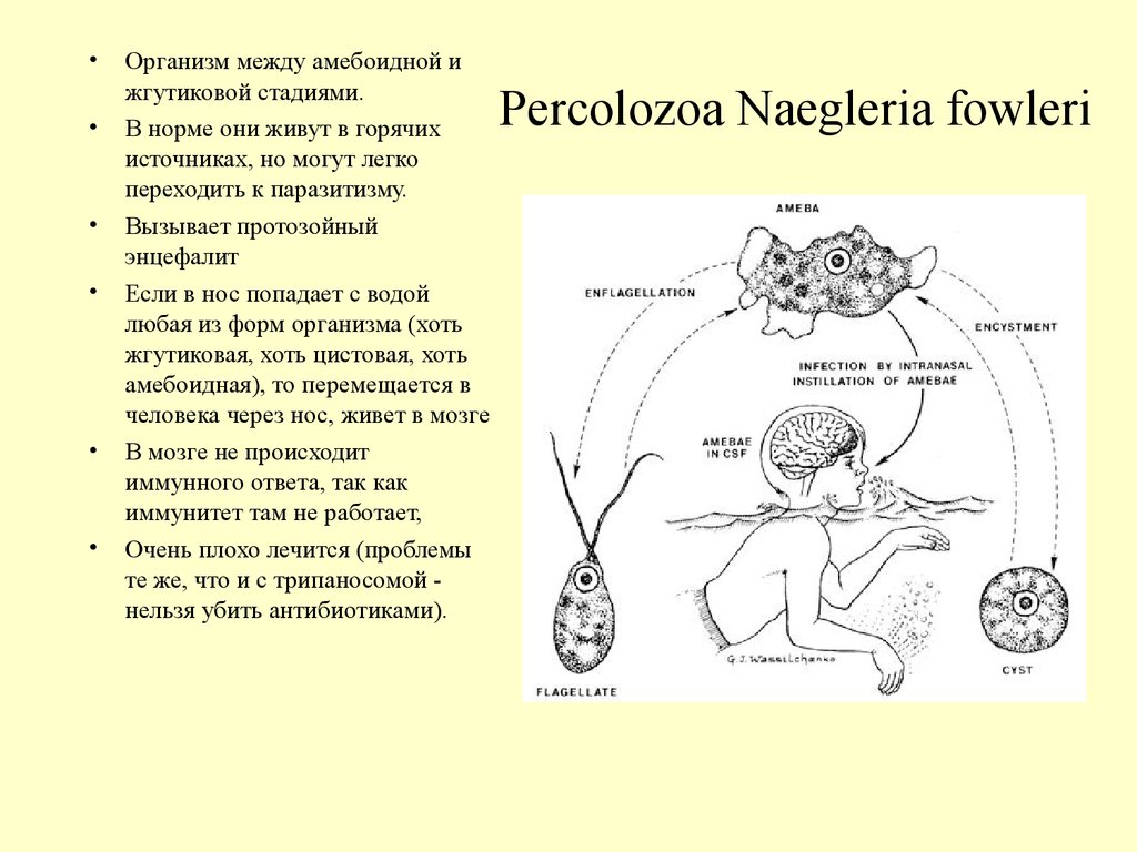 Неглерия фоулера презентация