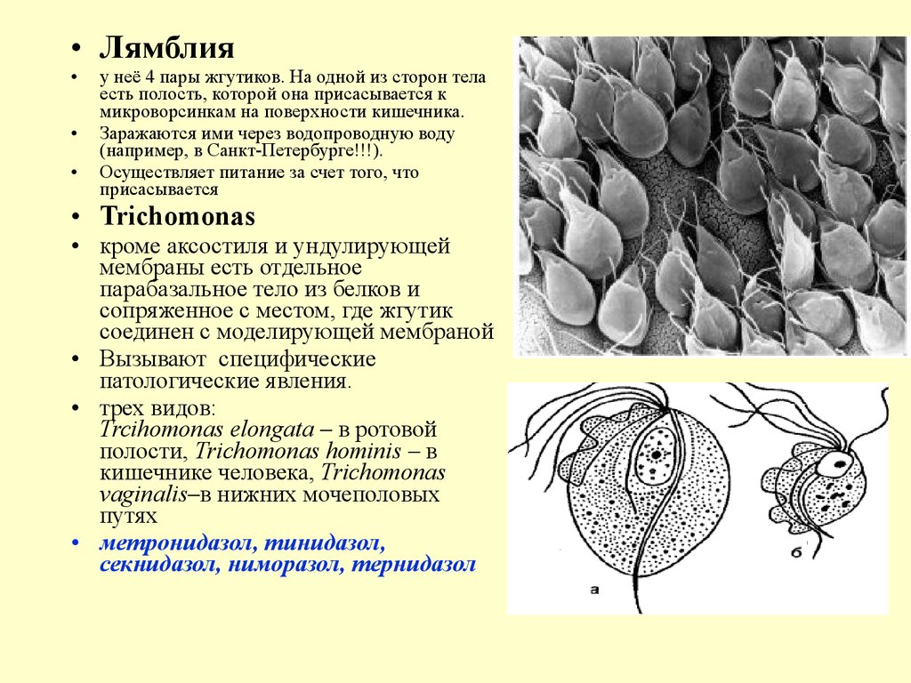 Лямблия тип. Характеристика лямблий. Общая характеристика лямблии. Лямблия таксономия. Среда обитания лямблии.