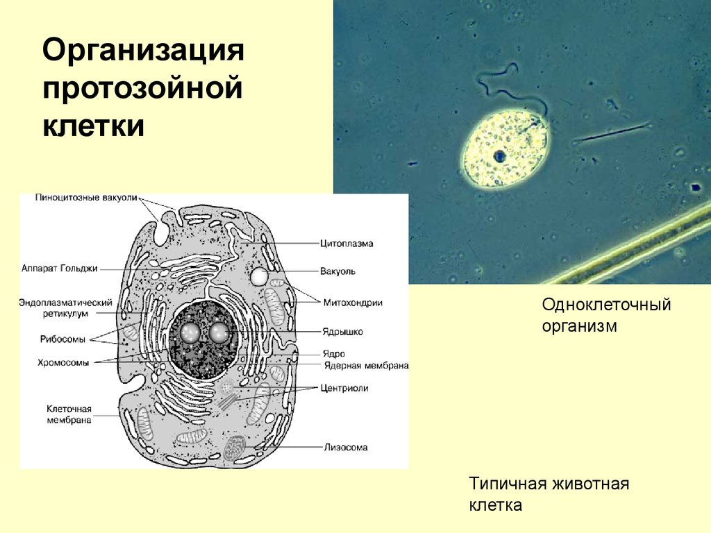 Клетка одноклеточных животных выполняет. Одноклеточный организм строение клетки. Строение клетки простейших. Клетки одноклеточных животных. Организация протозойной клетки.