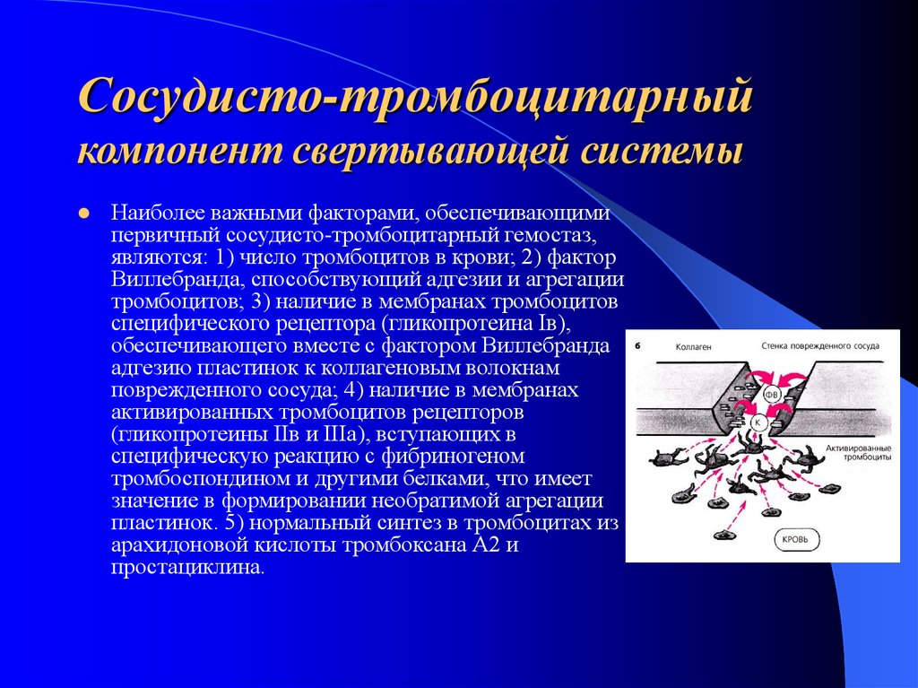 Тромбоцитарные факторы. Фактор Виллебранда сосудисто тромбоцитарный гемостаз. Фактор Виллебранда агрегация тромбоциты. Тромбоцитарный компонент гемостаза. Компоненты свертывающей системы.