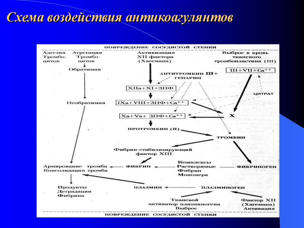 Презентация на тему антикоагулянты