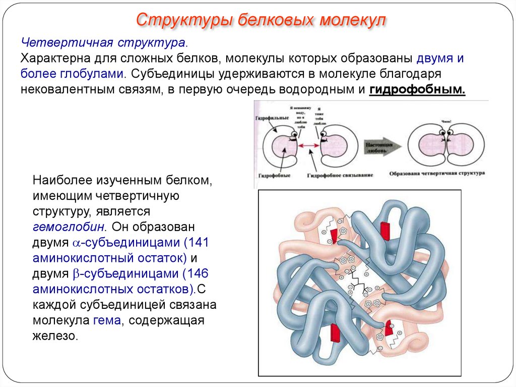 Назовите структуру белковой молекулы изображенную на рисунке какие взаимодействия и химические связи