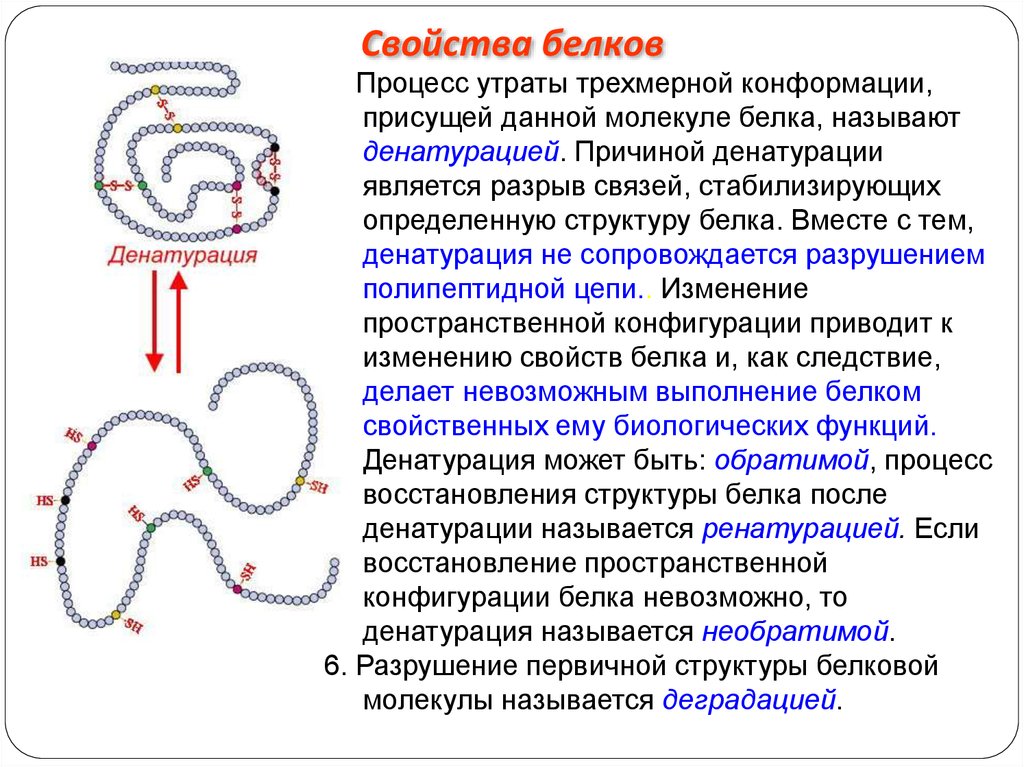 Изменение конформации белка. Процесс первичной структуры белка. Денатурация первичной структуры белка. Денатурация вторичной структуры белка. При денатурации разрушается первичная структура белка.