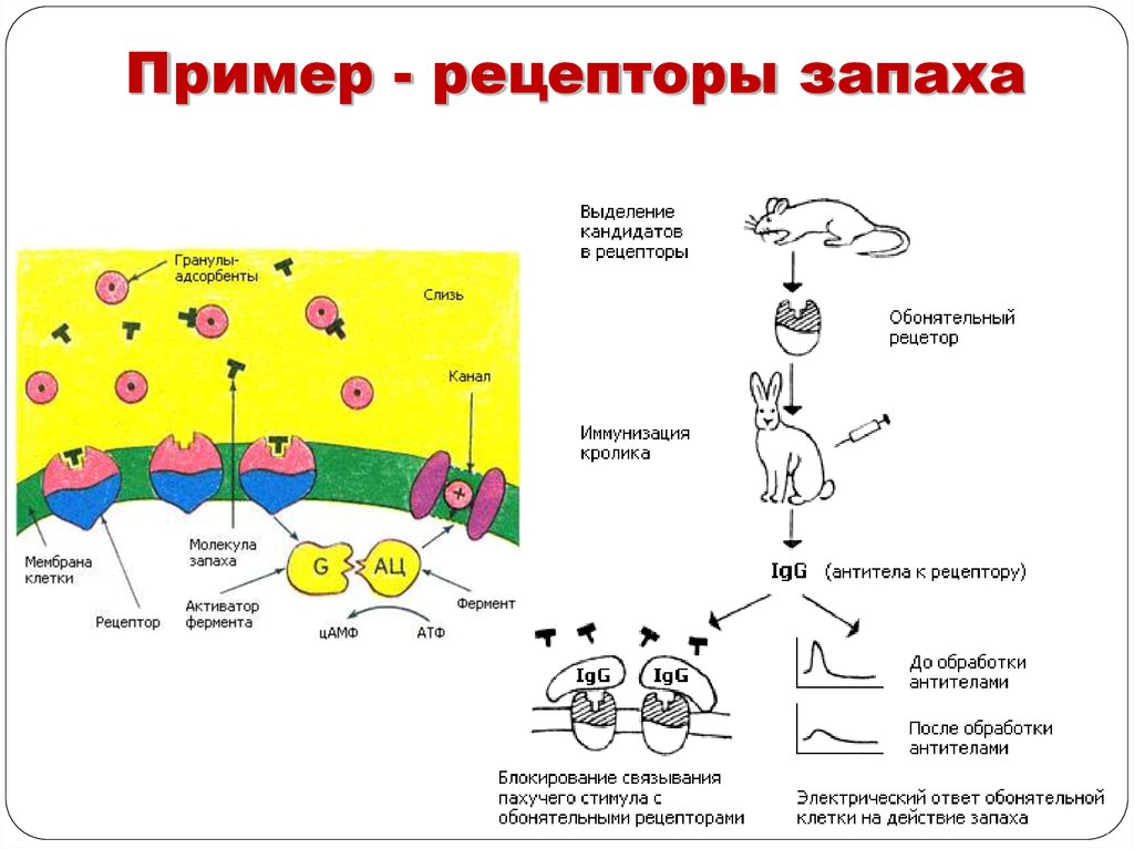 Белки рецепторы