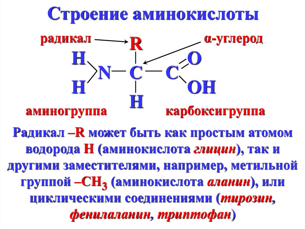 Белки являются соединениями. Химическая структура аминокислот. Строение аминокислот. Строение аминокислот и структура. Строение аминокислот химия.