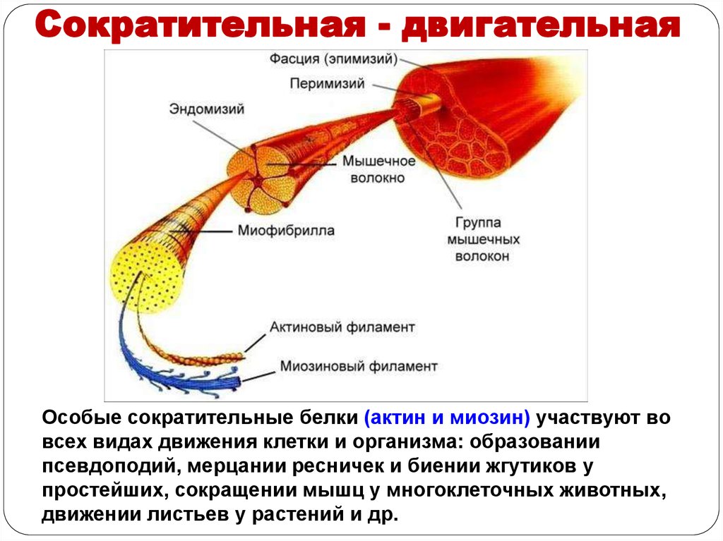 Сократительные белки. Сократительная функция белков. Сократительные белки функции. Основные сократительные белки мышц. Двигательная (сократительная) функция.