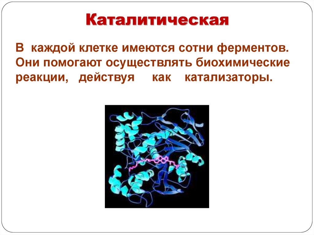 Биохимические реакции. Биохимические реакции в клетке. Понятие о биохимических реакциях. Особенности биохимических реакций.