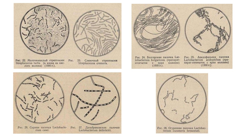 Болгарская палочка. Болгарская молочнокислая палочка. Дельбрюковская палочка. Болгарская палочка биология строение.