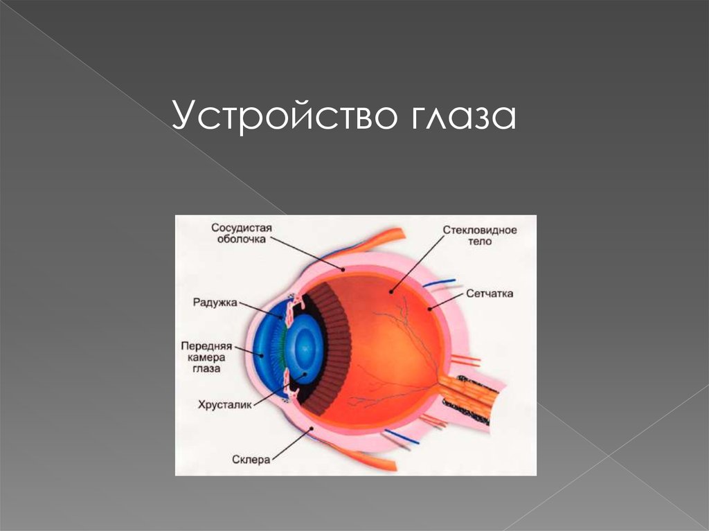 Устройство зрения. Глаз устройство глаза. Приспособления для глаз. Устройство глазка.