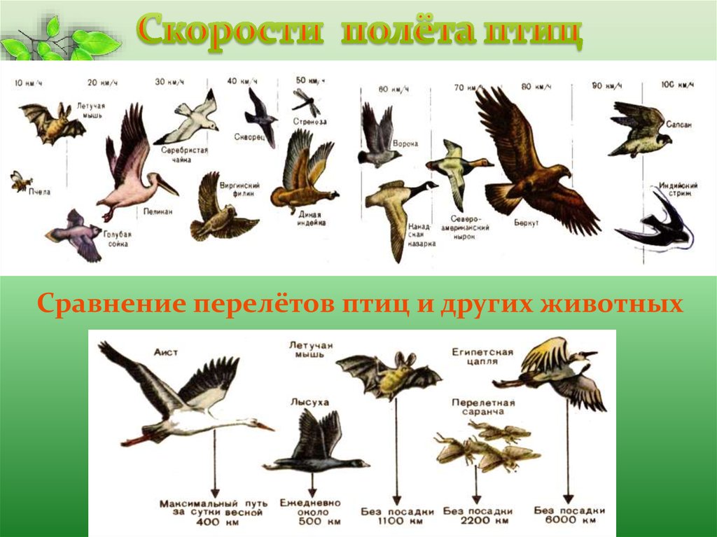 Сколько скорость птицы. Скорость полёта птиц таблица. Скорость полета разных птиц. Высота полета разных птиц. Дальность перелета птиц.