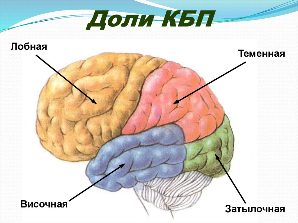 Большие полушария человека. Лобная теменная височная затылочная доли мозга. КБП анатомия. Лобная доля мозга человечек. Модель лобных долей головного мозга.