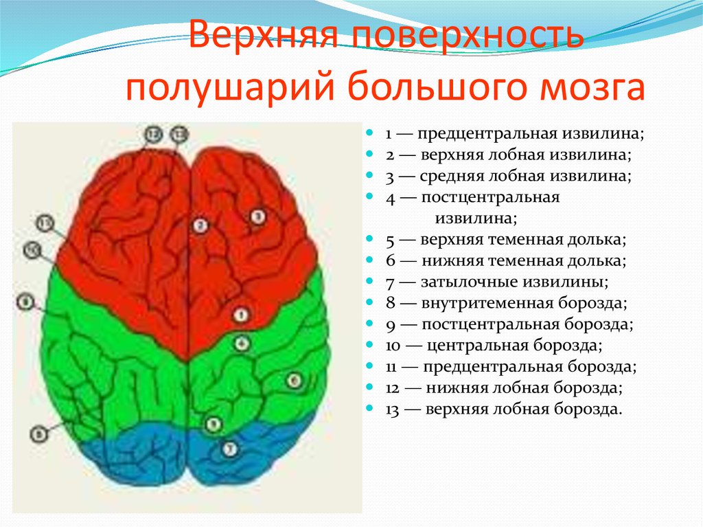 Перечислите доли головного мозга. Борозды лобной доли больших полушарий. Борозды доли извилины коры головного мозга. Строение головного мозга доли борозды извилины.