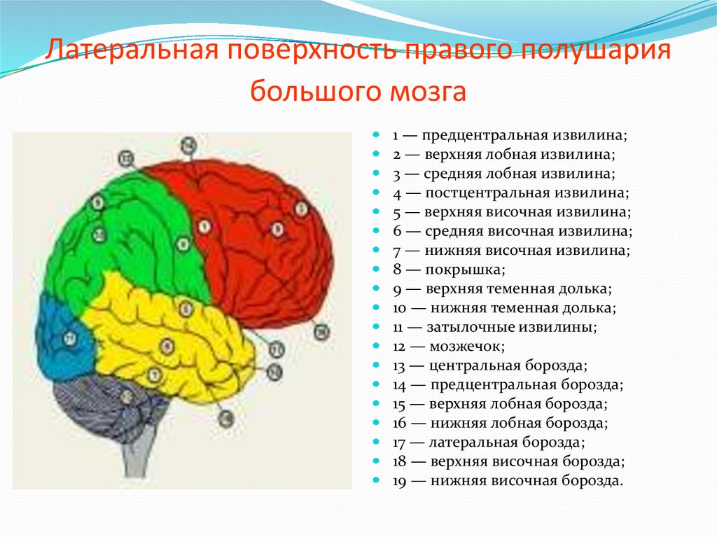 Нервные центры больших полушарий головного мозга. Строение головного мозга доли. Строение больших полушарий доли. Строение левого полушария головного мозга.