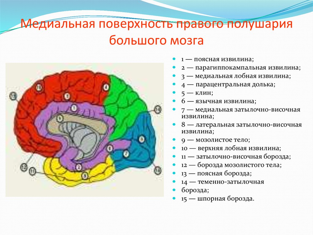 Медиальная поверхность мозга. Медиальная поверхность головного мозга борозды. Большие полушария головного мозга медиальная поверхность. Поясная и парагиппокампальная извилина.