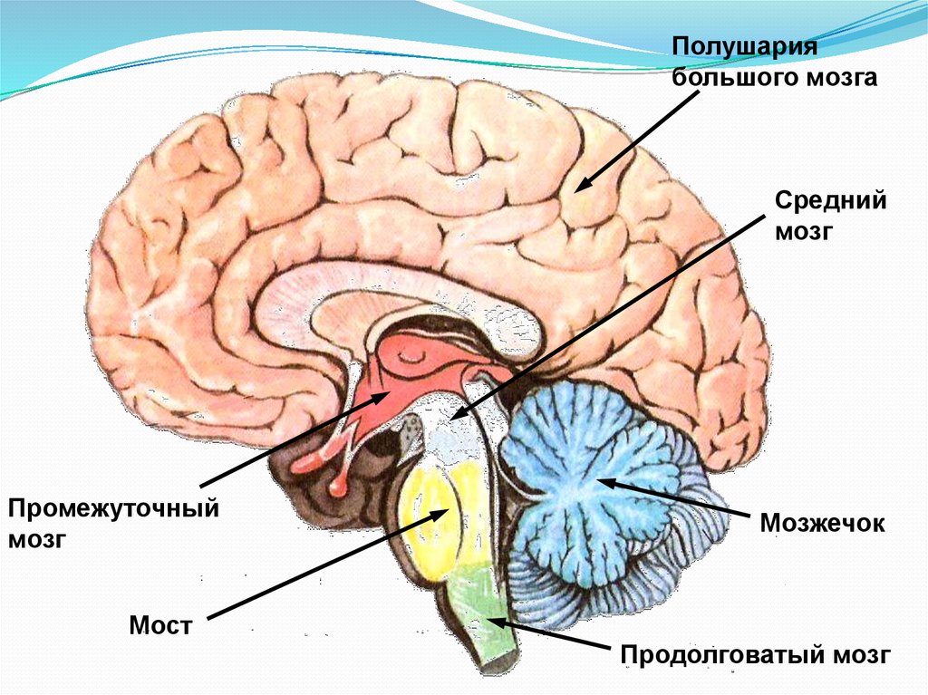 Мозг для презентации