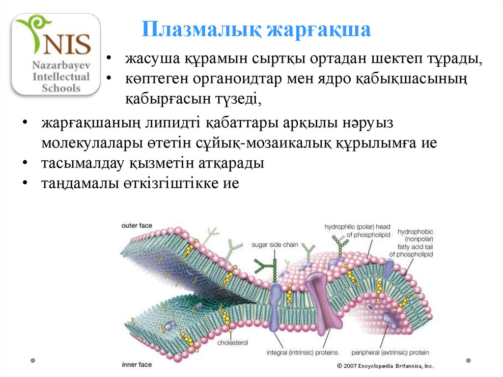 Мембраналық рецепторлар арқылы гормондық сигналдардың берілуі