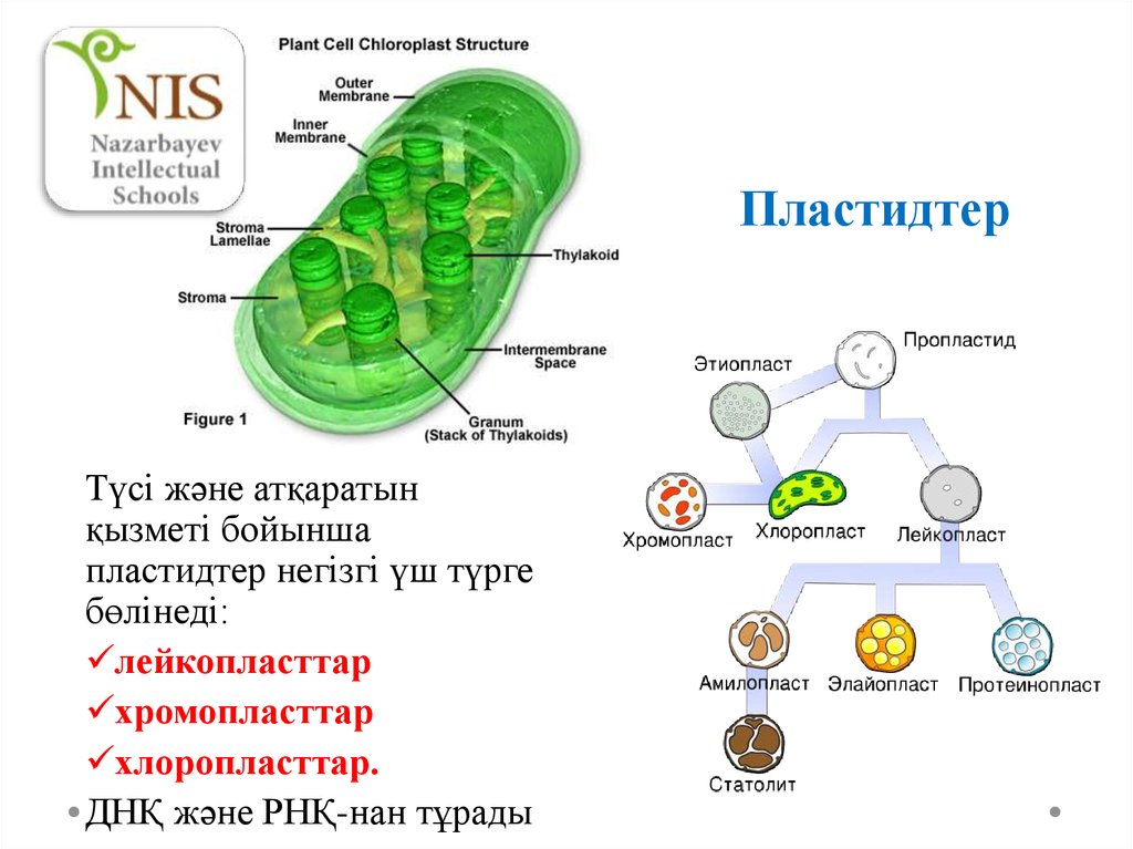 Хлоропласты биосинтез