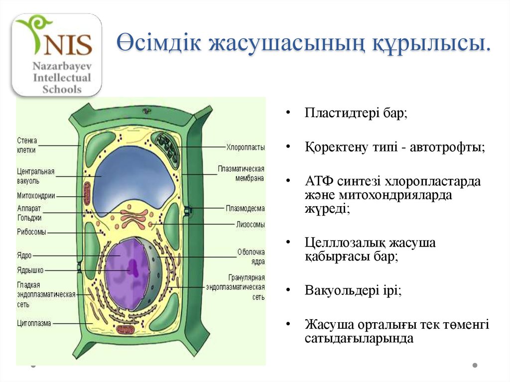 Жасушаның құрылысы фото