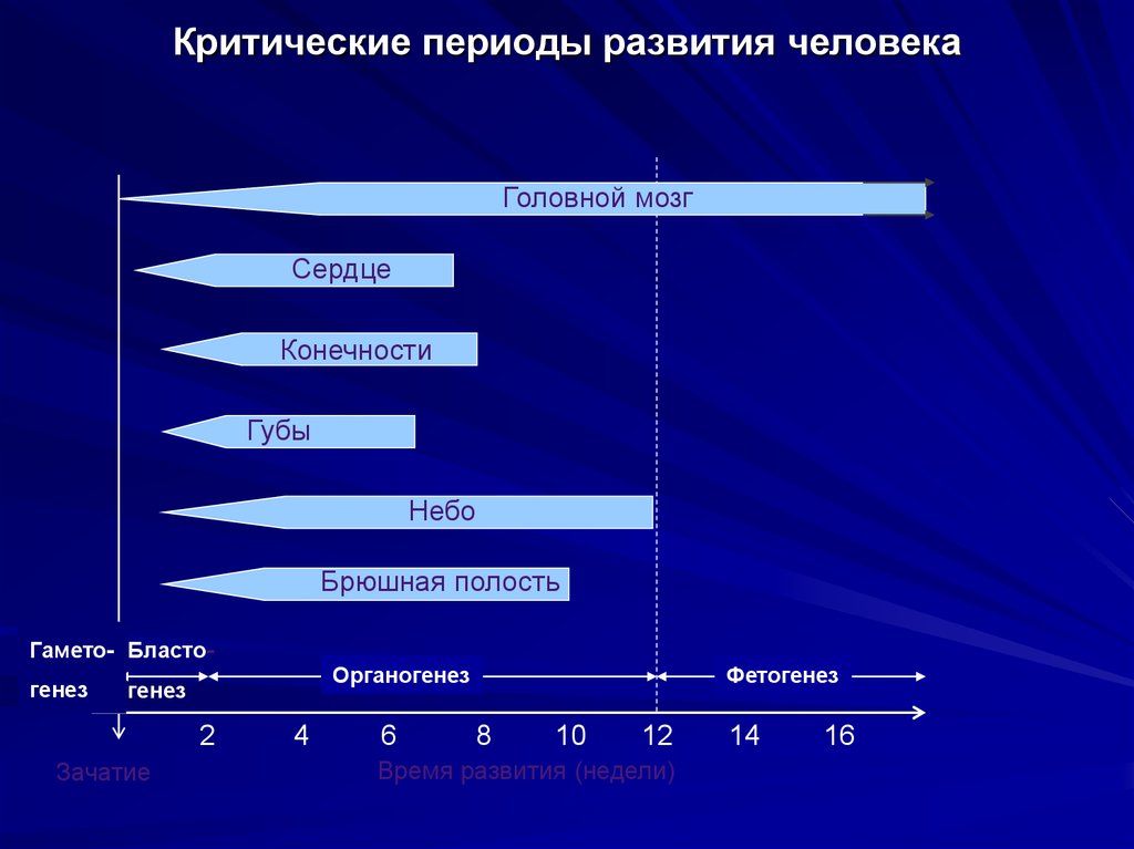 Периоды развития. Критические периоды развития. Критические периоды развития человека. Понятие критических периодов развития. Характеристика критических периодов развития.