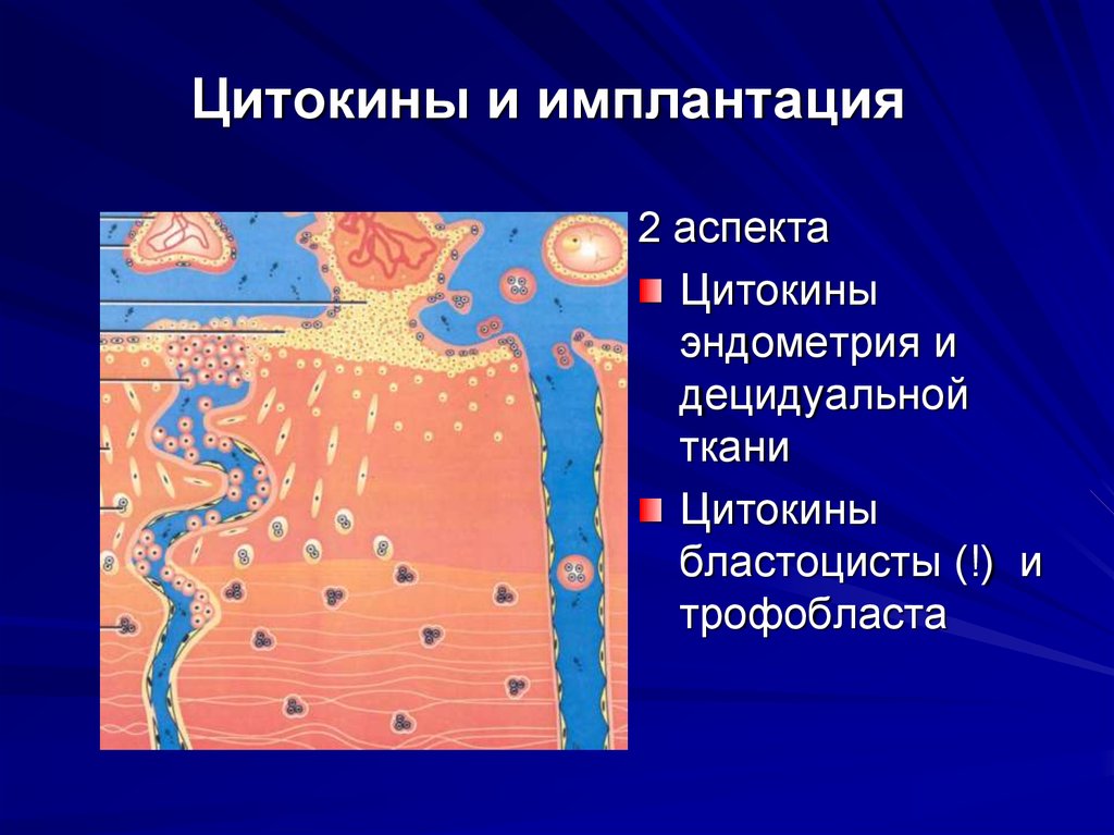 Трофобласт и децидуальная ткань. Первичные ворсинки трофобласта. Децидуальная ткань с элементами трофобласта. Первая волна инвазии трофобласта.