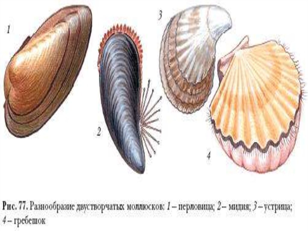 Двусторонние моллюски. Беззубка, перловица, мидии, устрицы, гребешки.. Перловица Мидия Устрица гребешок. Раковина перловицы строение. Перловица обыкновенная орган.