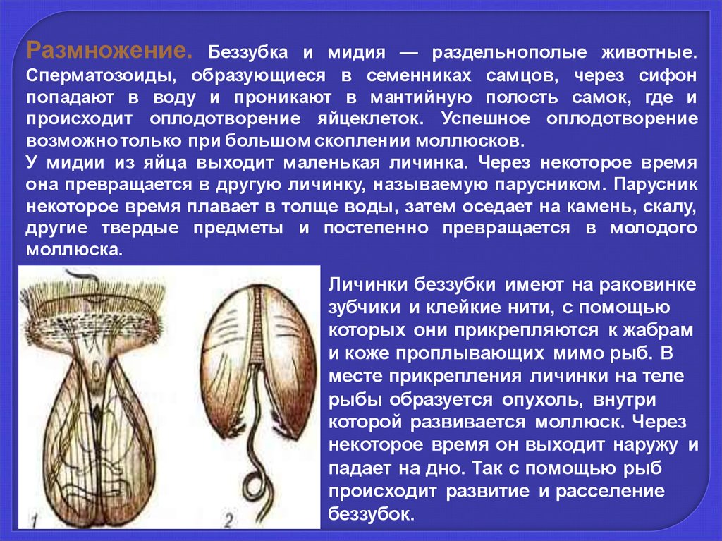 Класс Двустворчатые моллюски - презентация онлайн