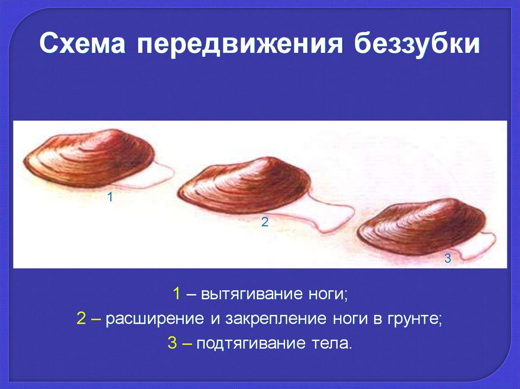 Перемещение органов. Класс двустворчатые моллюски схема. Беззубка моллюск движение. Передвижение двустворчатых моллюсков. Моллюски беззубки ножка.