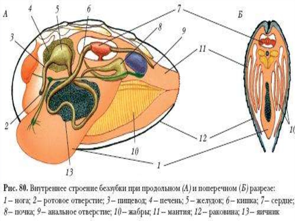 Органы двустворчатых моллюсков. Строение моллюска беззубка биология. Внутреннее строение беззубки биология 7 класс. Внутреннее строение моллюсков беззубки. Внутреннее строение беззубки на продольном разрезе.