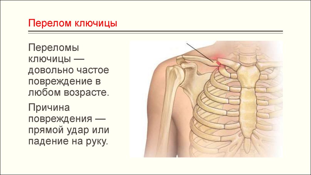 Функции ключицы