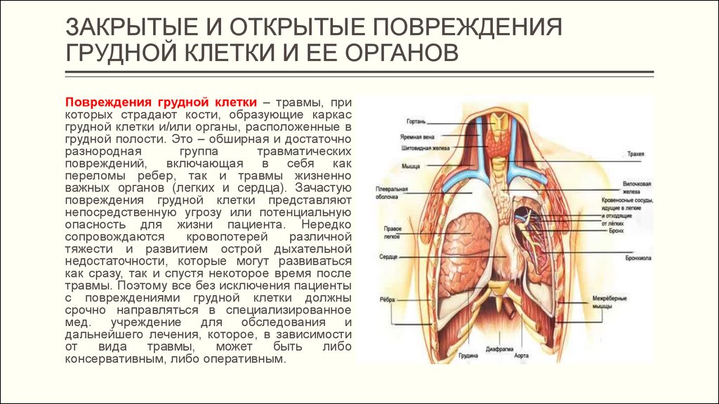 Справа под легким. Анатомия грудной клетки человека расположения органов. Строение грудной клетки органы находящиеся в грудной. Строение внутренних органов грудной клетки женщины. Анатомия внутренние органы грудной клетки слева.