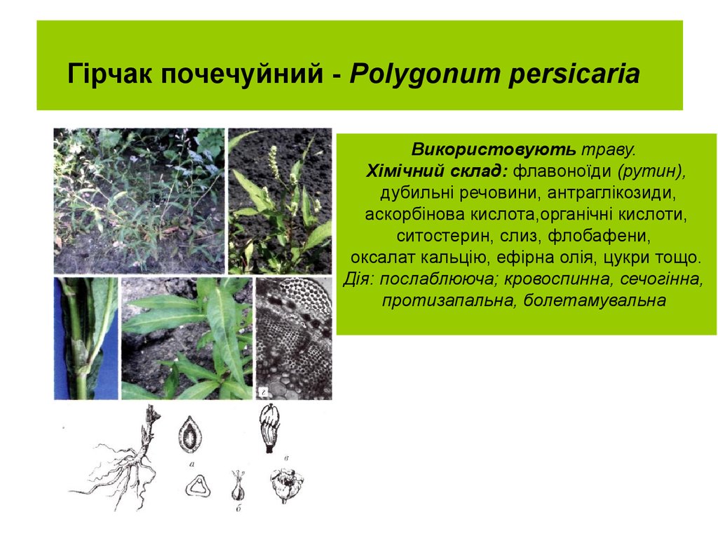 Гірчак почечуйний - Polygonum persicaria