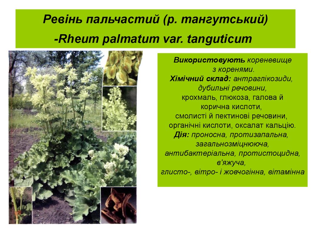 Ревінь пальчастий (р. тангутський) -Rheum palmatum var. tanguticum