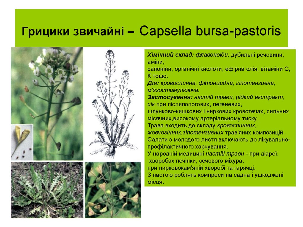 Грицики звичайні – Capsella bursa-pastoris