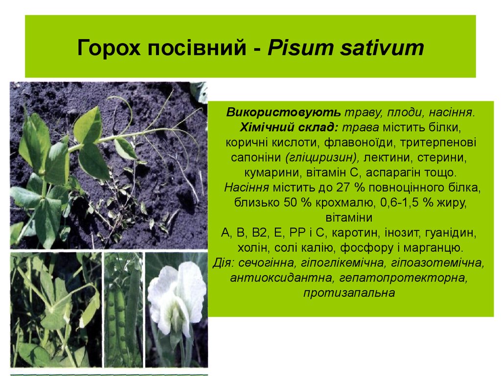 Горох посівний - Pisum sativum