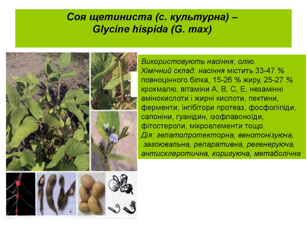 Соя щетиниста (с. культурна) – Glycine hispida (G. max)