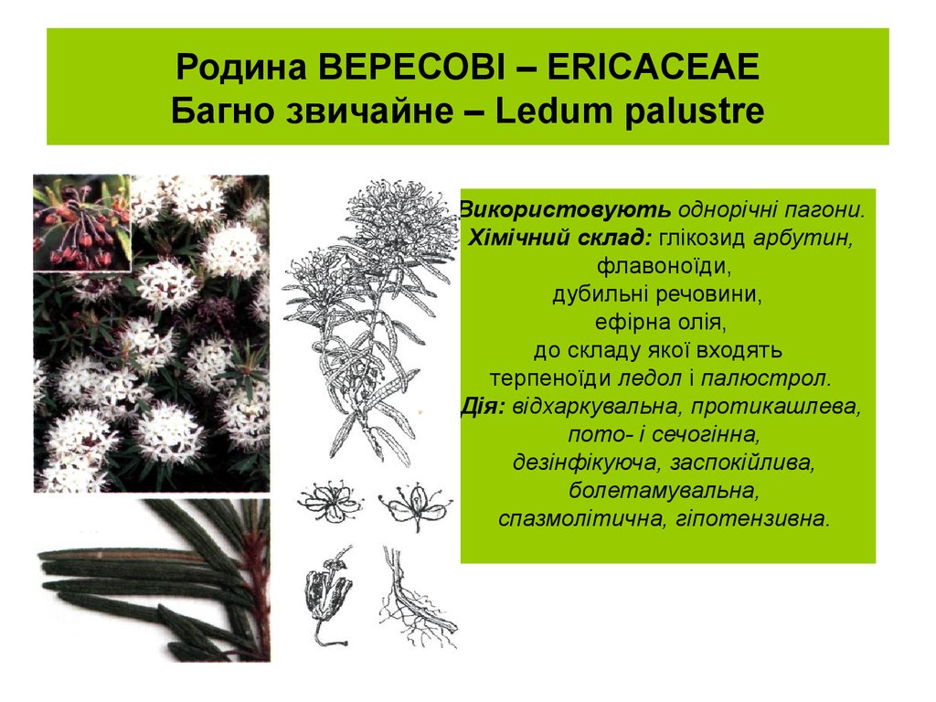 Родина ВЕРЕСОВІ – ERICACEAE Багно звичайне – Ledum palustre