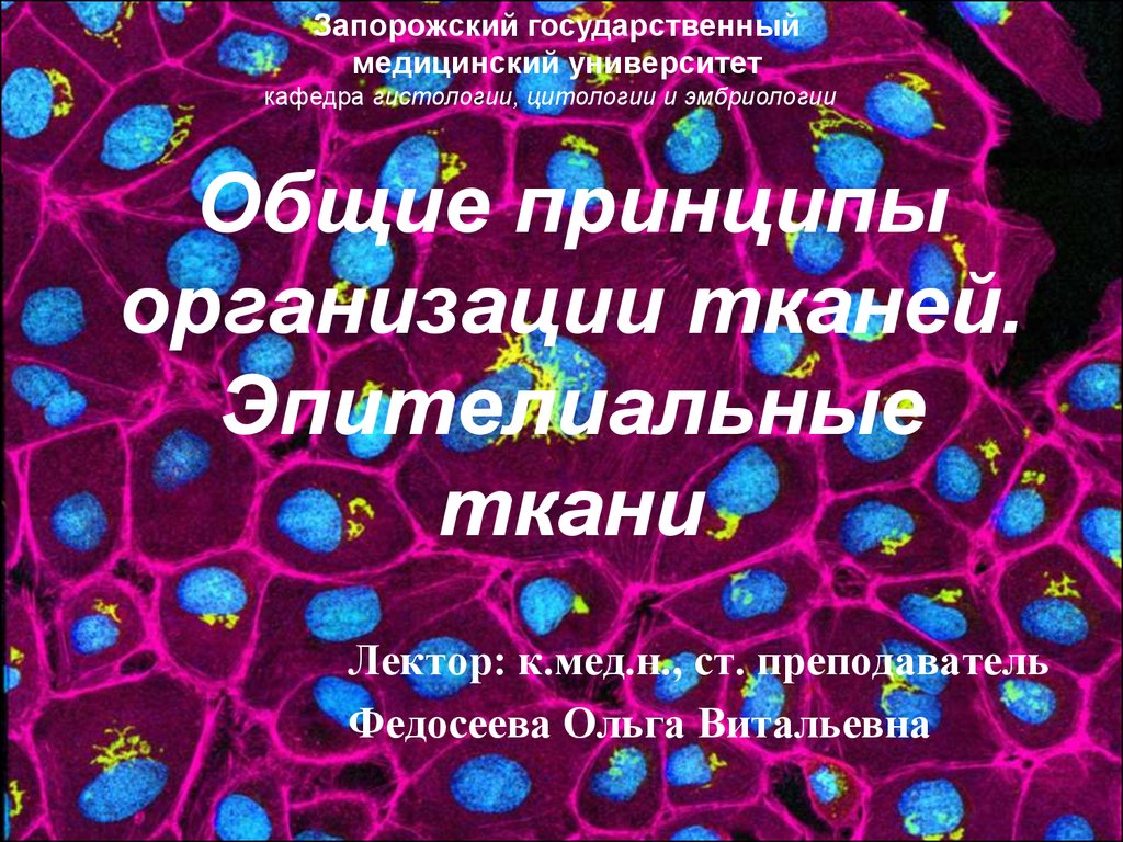 Организация ткани. Принципы организации тканей. Системный принцип организации тканей.. Общие принципы организации тканей. Общие принципы организации тканей презентация.