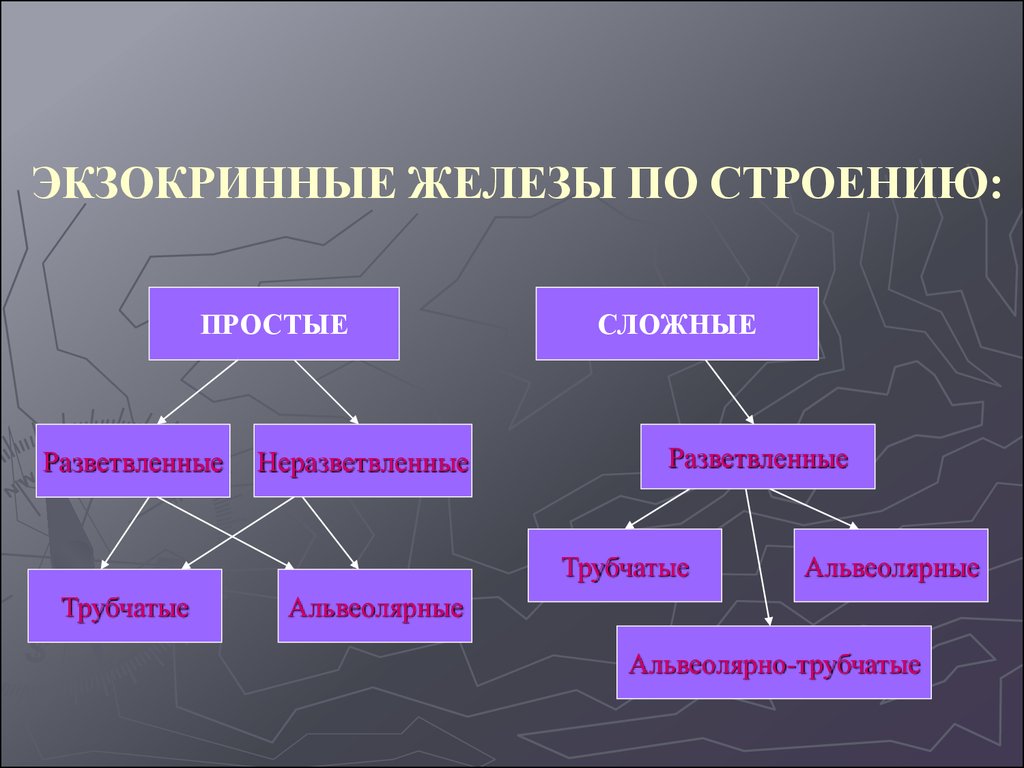 Простые железы. Экзокринные железы. Экзокринные железы по строению. Железы простые сложные разветвленные неразветвленные. Экзокринные железы простые и сложные.