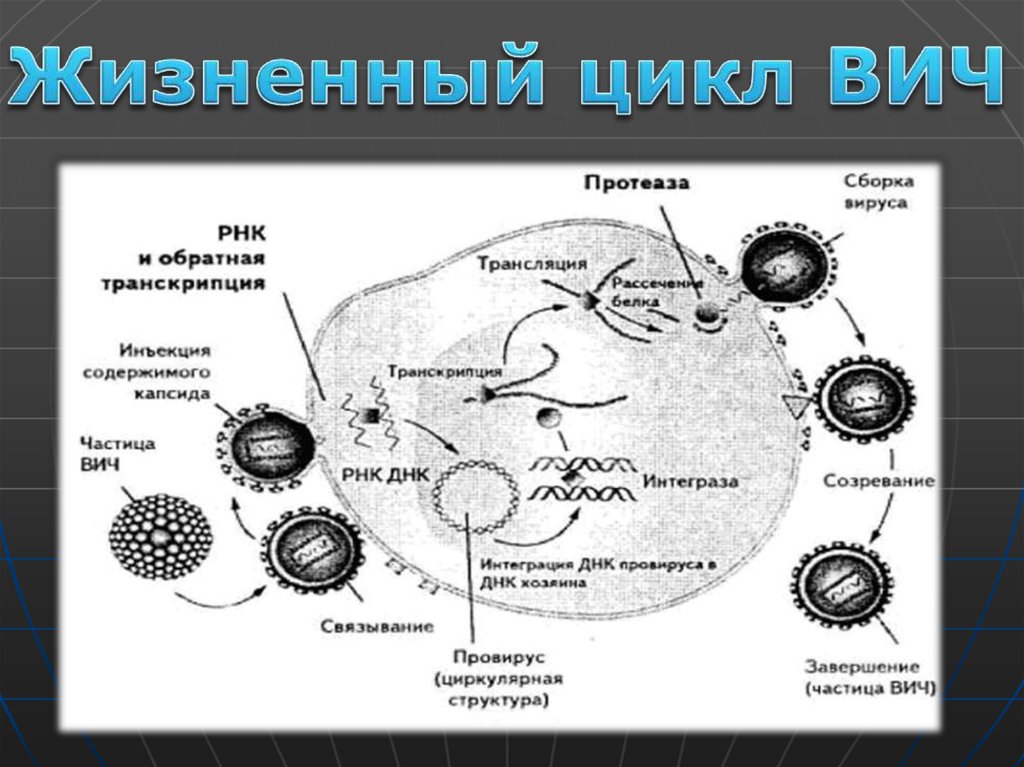 Жизненный цикл вич схема